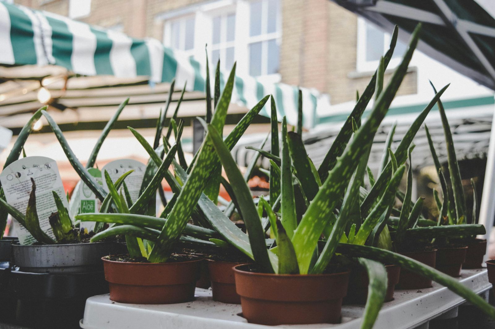 5 Filipino skincare products made from widely produced organic ingredients:  Pili, aloe vera, and more | Tatler Asia