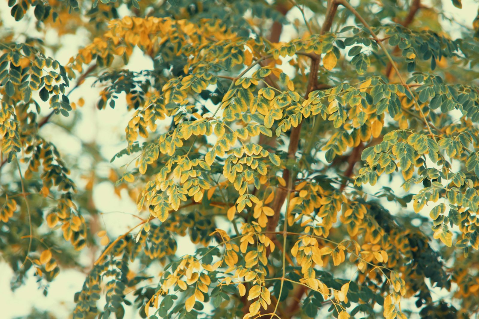 Filipino skincare ingredient: moringa (Photo: Pok Rie/ Pexels)