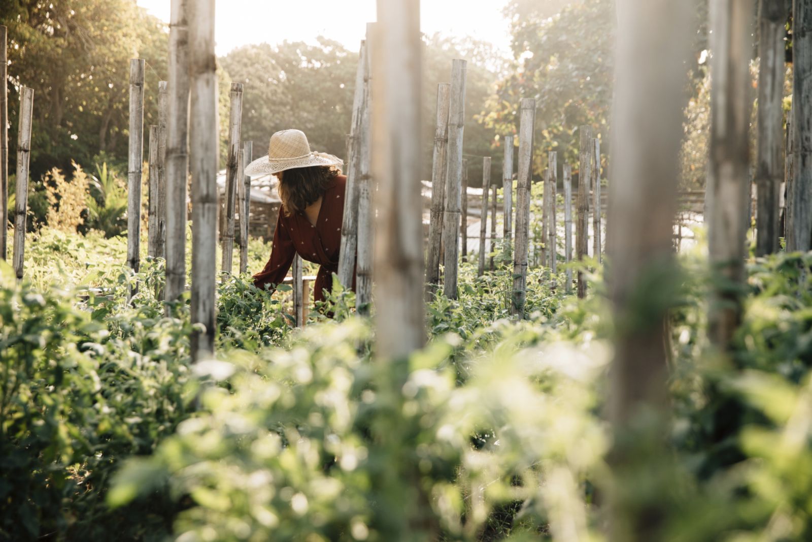An organic farm supplies the kitchen with fresh produce daily (Photo: Courtesy of Amanpulo)
