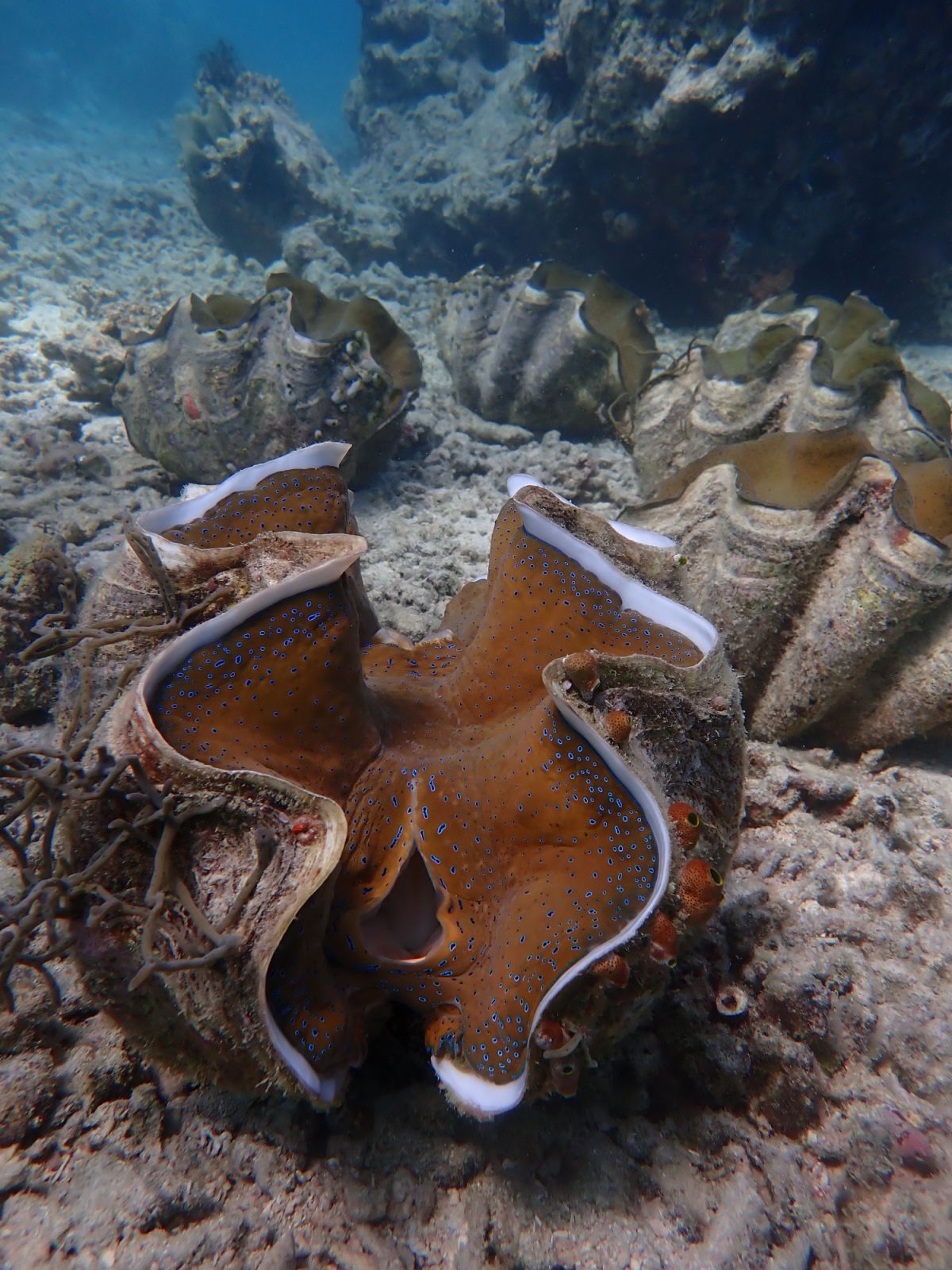Danjugan giant clam (Photo: Courtesy of Manami Resort)