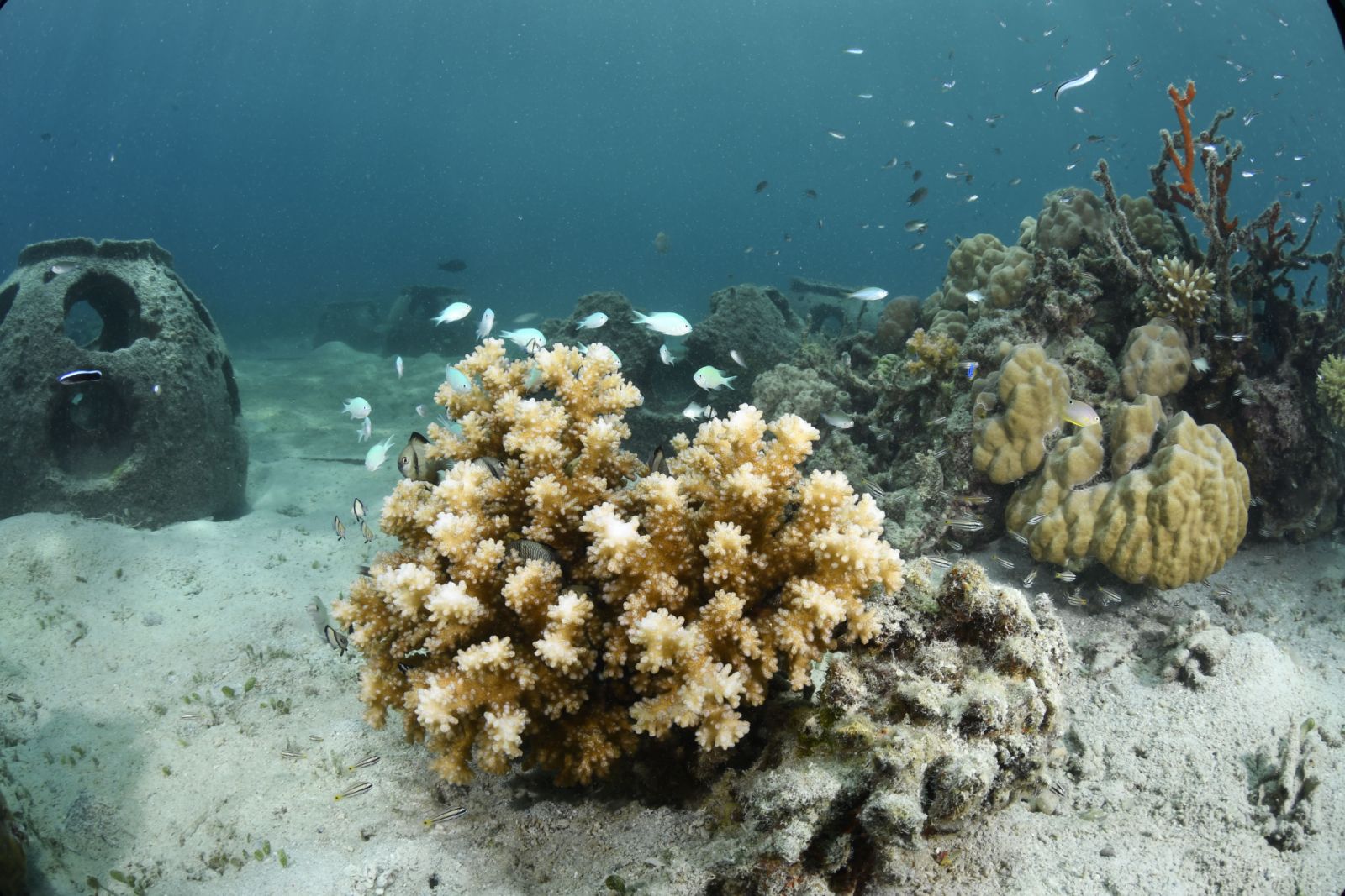 Reef ball programme in Banwa's house reef (Photo: Courtesy of Banwa Private Island)