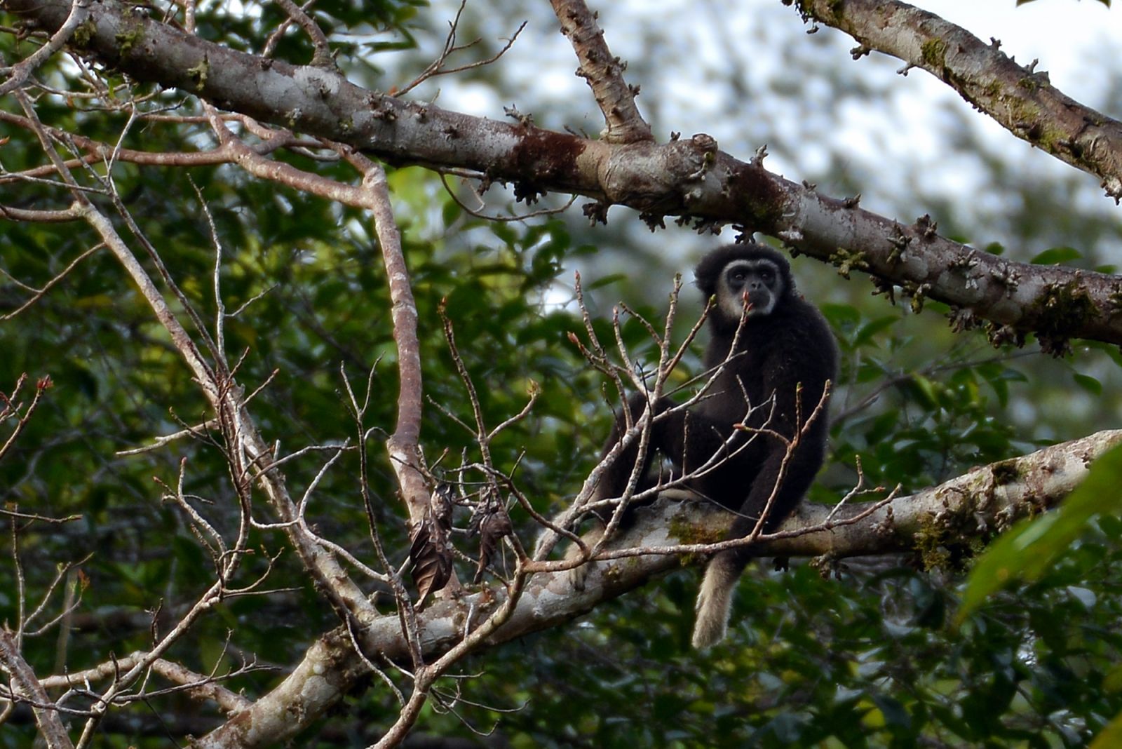 Lar gibbon (Photo: Alias Shakiri)