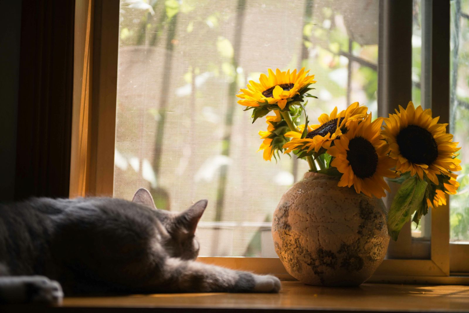 Many pet owners report reduced stress, lower blood pressure, decreased feelings of loneliness (Photo: Pexels)