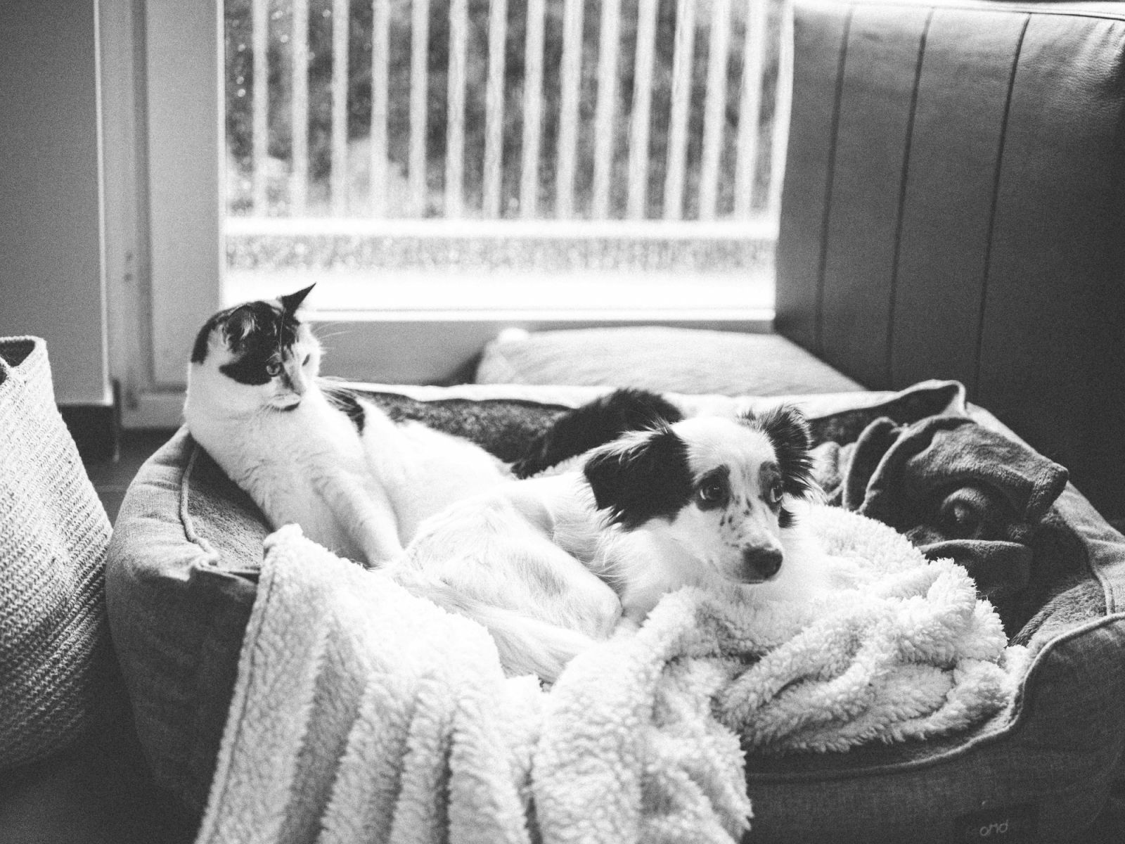 Pets contribute significantly to the energy and harmony of our homes through the principles of feng shui (Photo: Pexels)