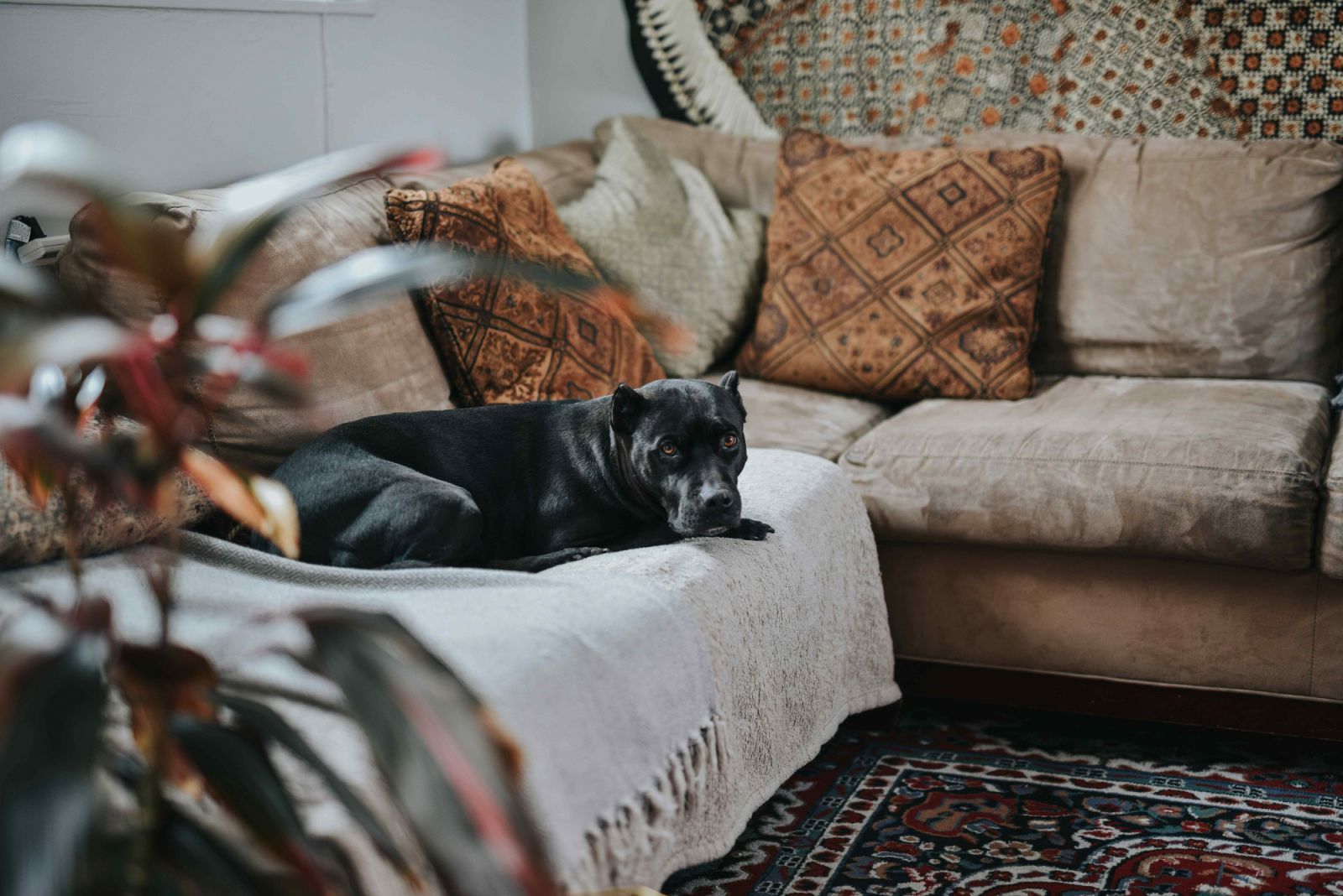 Earth tones are particularly complementary to the earth element dogs are associated to (Photo: Unsplash)