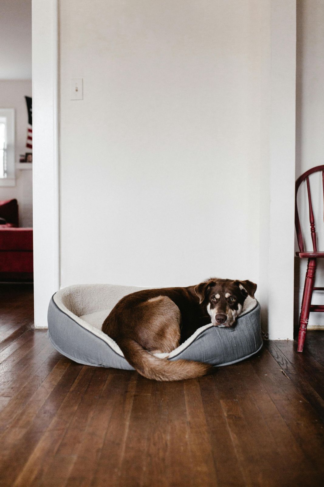 A stable, quiet corner provides security and comfort, while allowing your dog to observe household activity (Photo: Pexels)