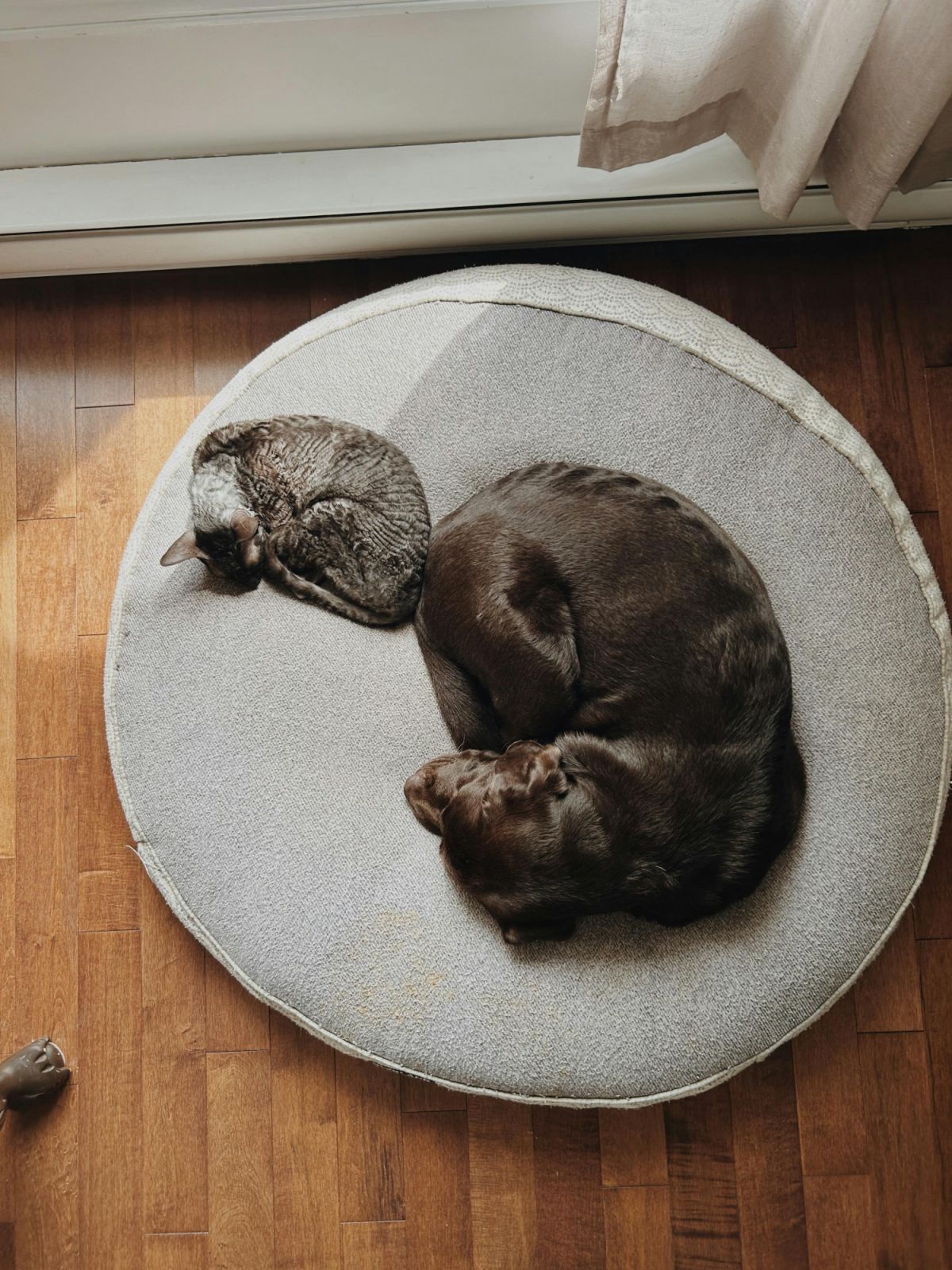 Keep pet beds away from cluttered or high-traffic areas like doorways or hallways that disrupt security and peace (Photo: Pexels)