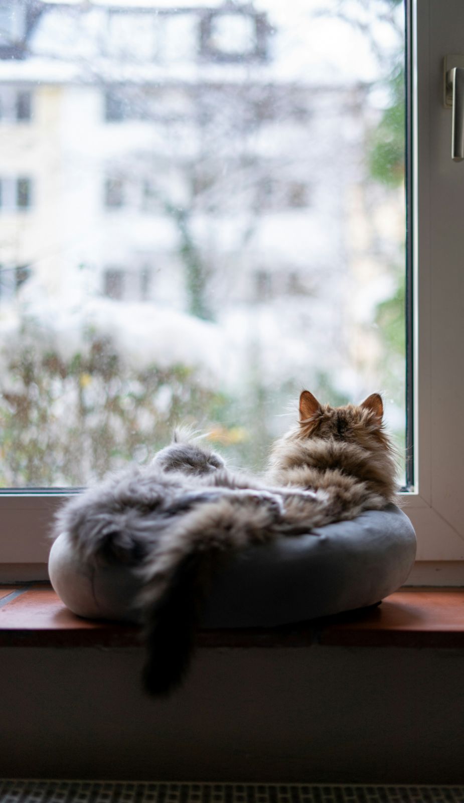 Sunny spots near windows bring stimulation for cats to maintain their physical and energetic balance (Photo: Unsplash)