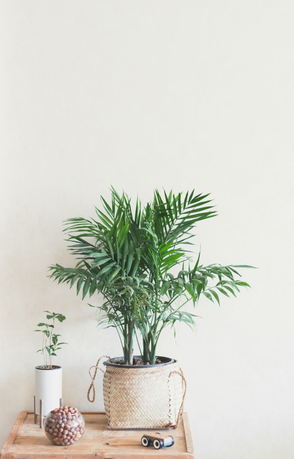 Areca palm (Dypsis lutescens) symbolises growth and prosperity in living spaces (Photo: Unsplash)