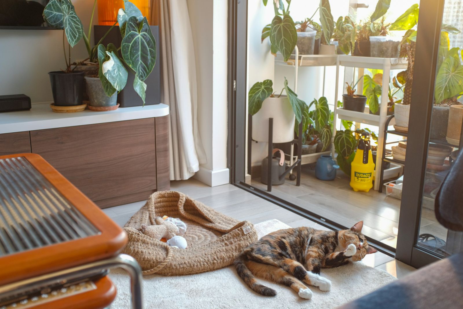 Feng shui principles believe that plants are living entities that symbolise growth and vitality (Photo: Unsplash)