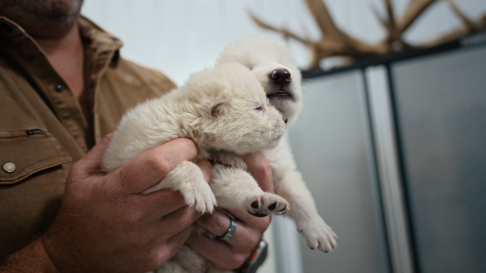 Has the dire wolf returned in 2025? Here’s an explainer | Tatler Asia