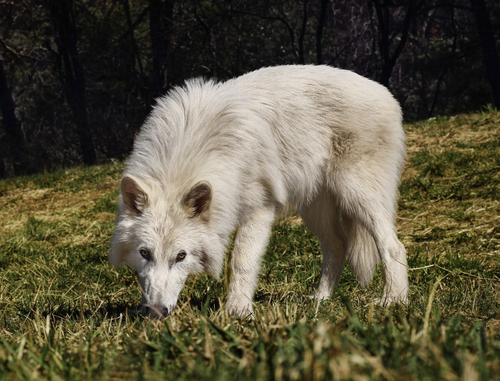 A five-month old dire wolf (Photo: Colossal)