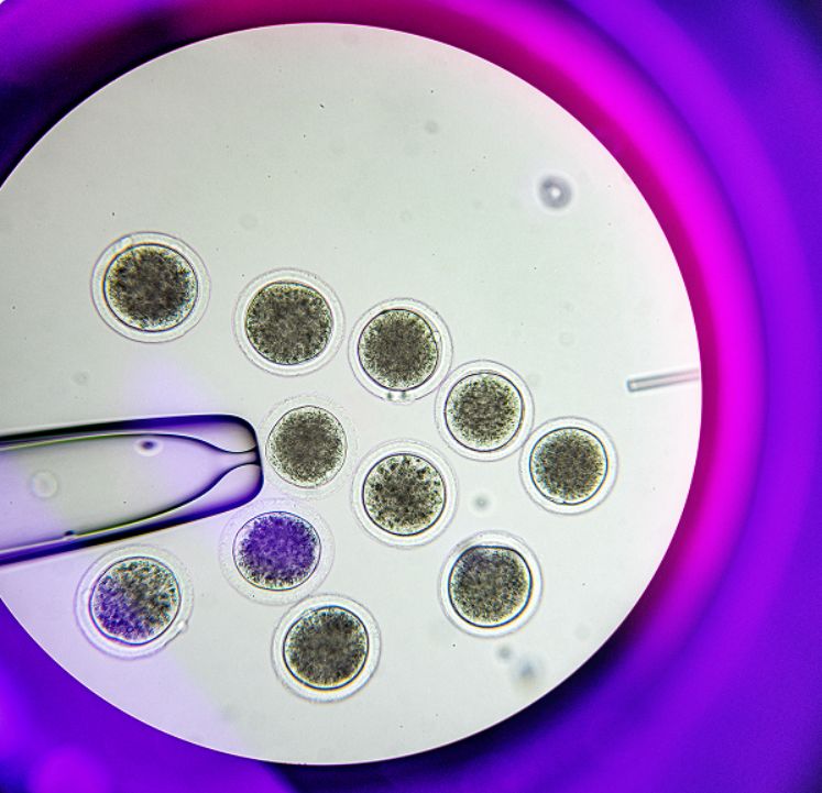 The "embryo" stage of the "de-extinct" dire wolf (Photo: Colossal)