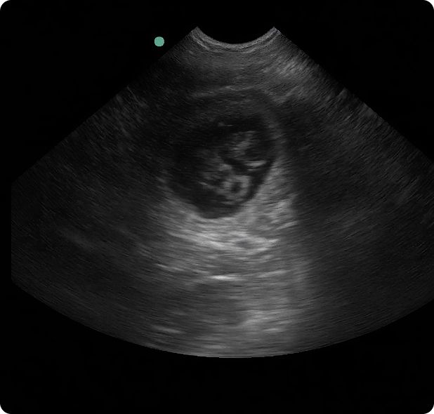 Dire wolf ultrasound (Photo: Colossal)