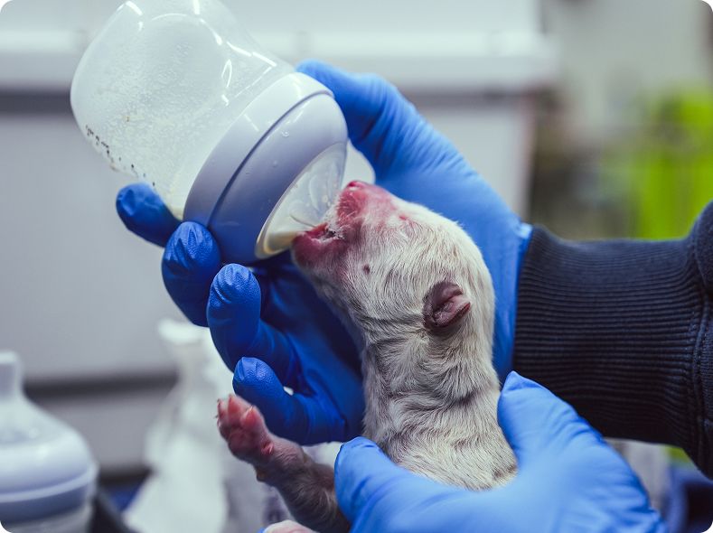 Birth of the dire wolf (Photo: Colossal)