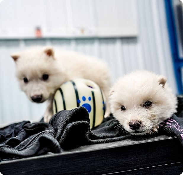 Dire wolves Romulus and Remus at four weeks old (Photo: Colossal)