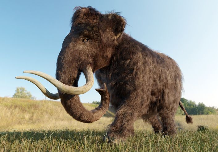 Besides the dire wolf, Colossal seeks to bring back the woolly mammoth, dodo bird, and Tasmanian tiger (Photo: Getty Images)