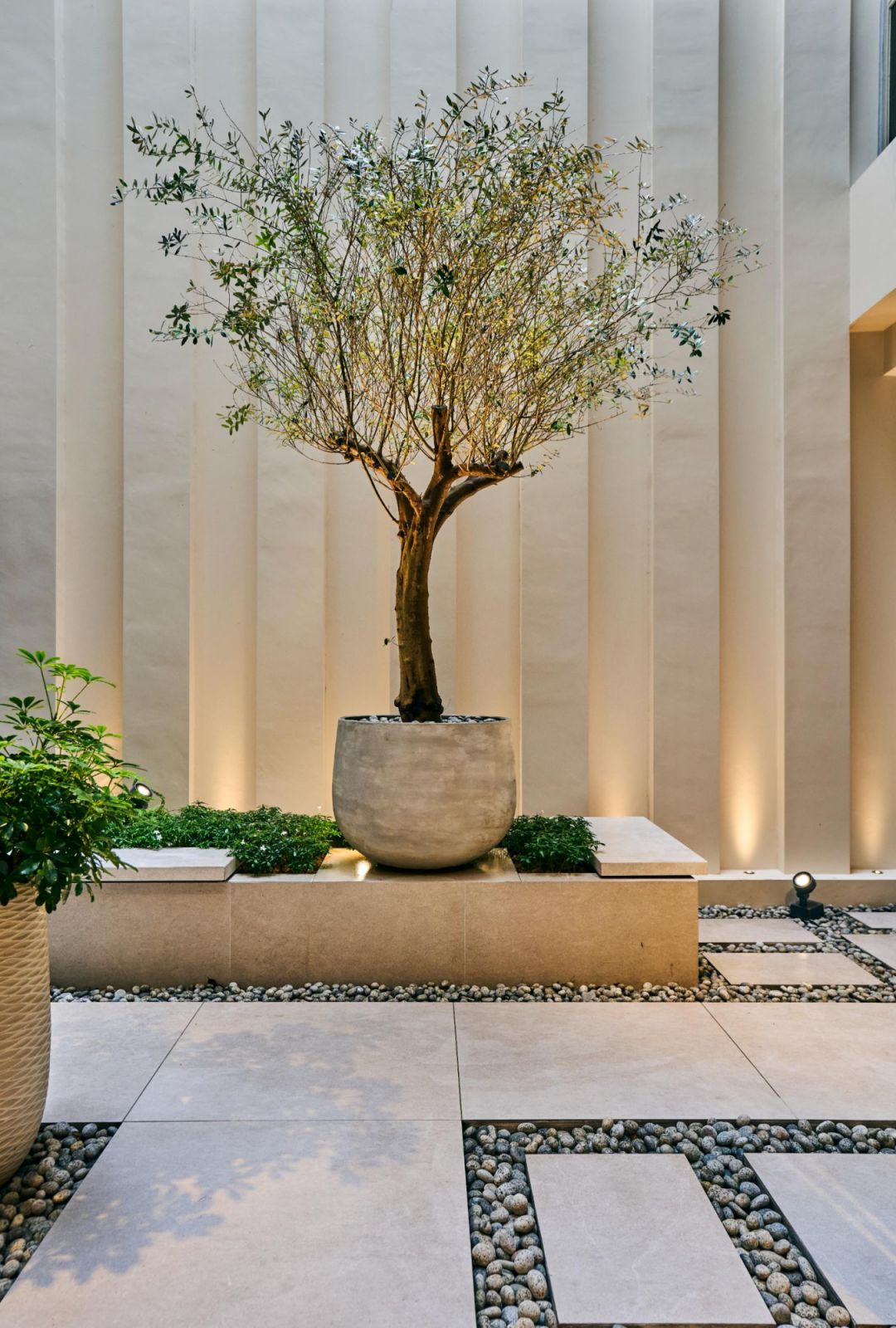 A free-standing olive tree introduces drama and height