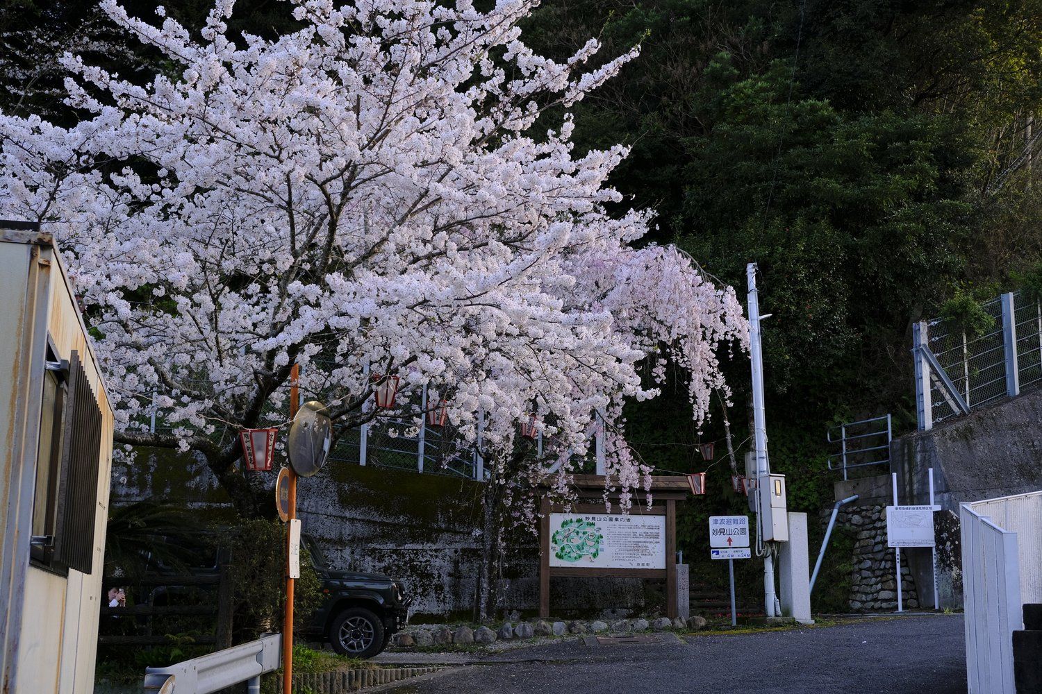 The foot of Mount Myoken greets hikers with a beautiful cherry blossom. Osaka, Japan (Photo: Global Kaiyo)