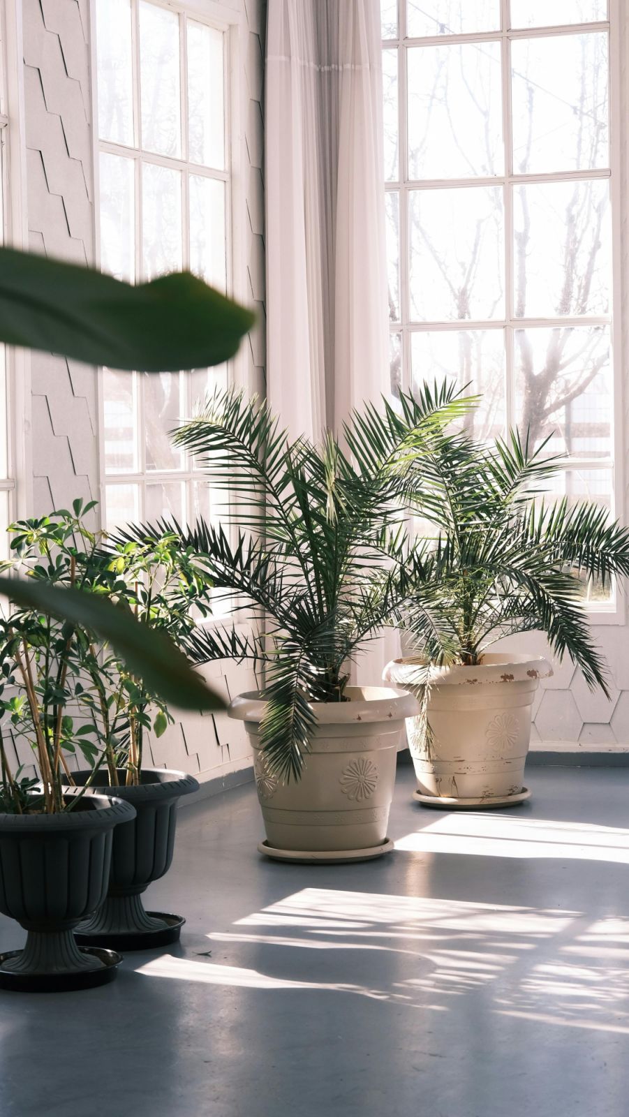 To heat-proof your home this summer, consider putting indoor plants (Photo: Rahime Gül/Pexels)