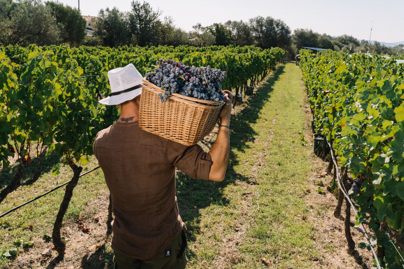 Harvest at the vineyard