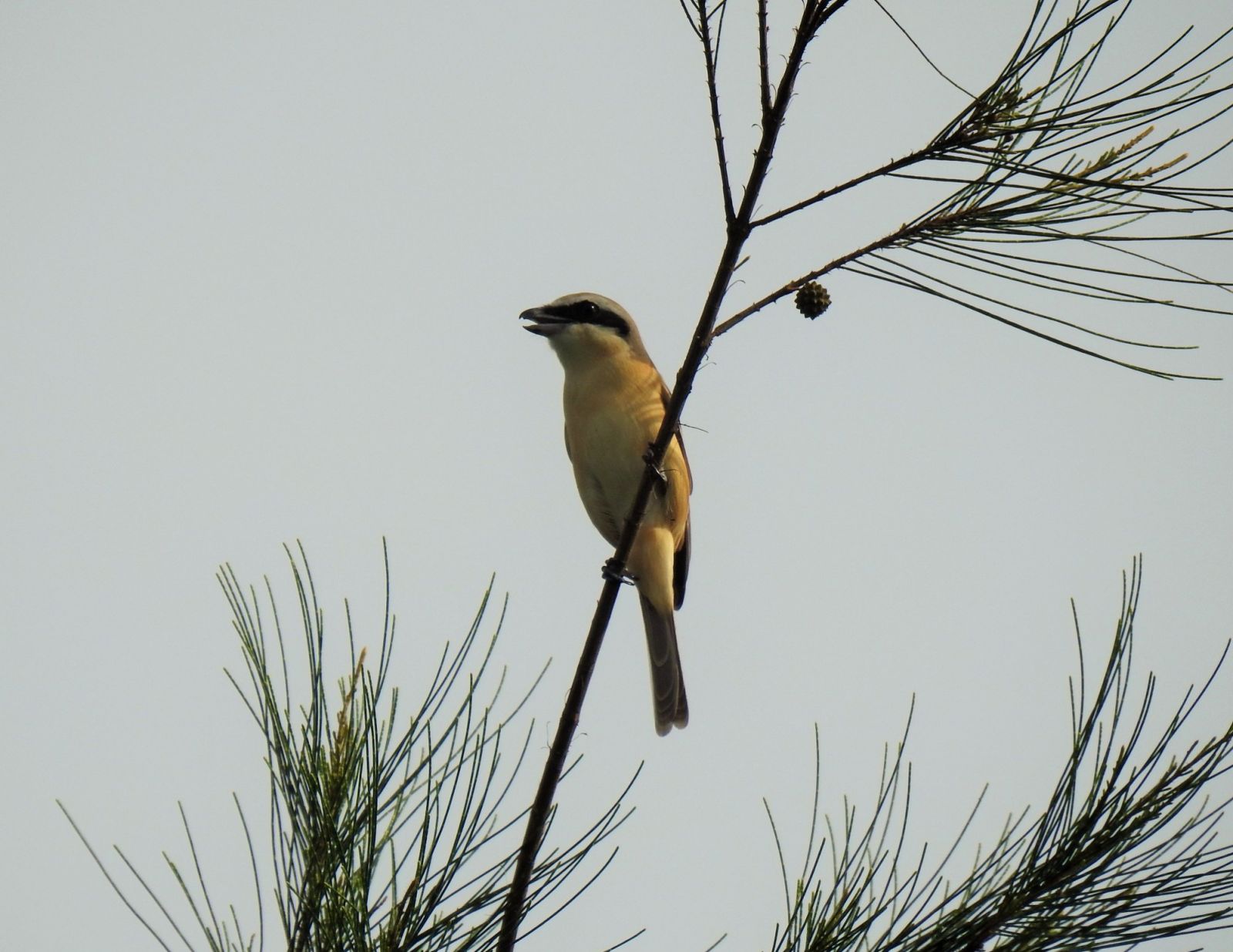 A brown shrike atop a tree at the Las Pinas-Paranaque Wetland Park (Photo: Facebook/Wild Bird Club of the Philippines)
