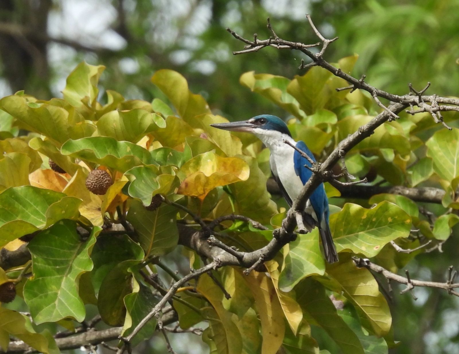 A Collared Kingfisher on a Bangkal Tree at the Ninoy Aquino Parks and Wildlife Centre (Photo: Facebook/Wild Bird Club of the Philippines)