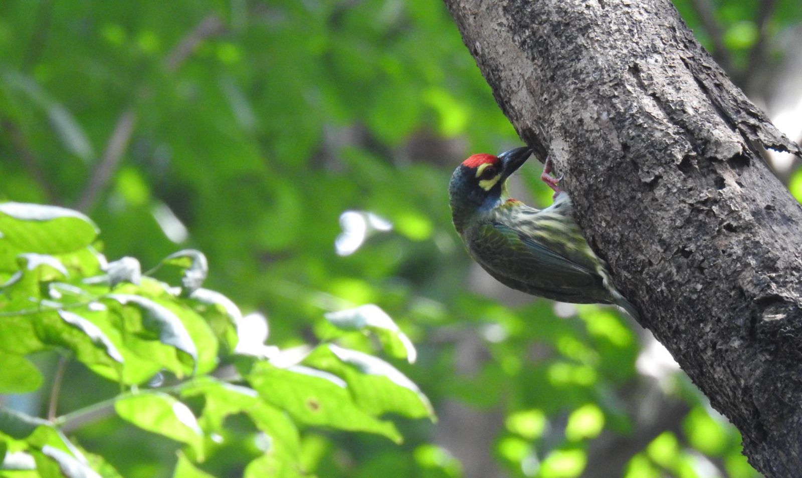 A Coppersmith Barbet digging a nesting hole at Arroceros Park (Photo: Facebook/Wild Bird Club of the Philippines)