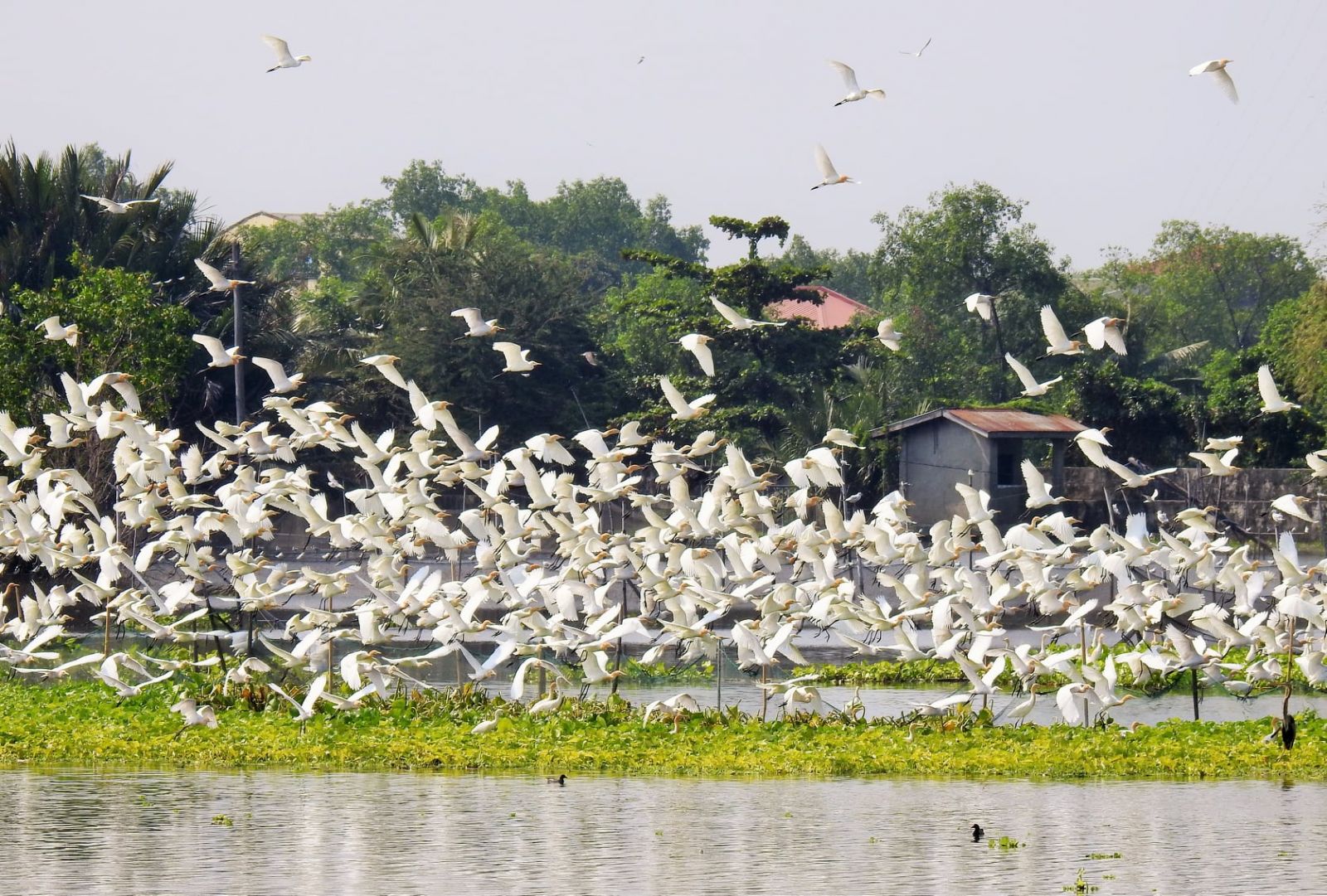 A flock of birds fly off at the Tagalag Fishing Village (Photo: Facebook/Wild Bird Club of the Philippines)