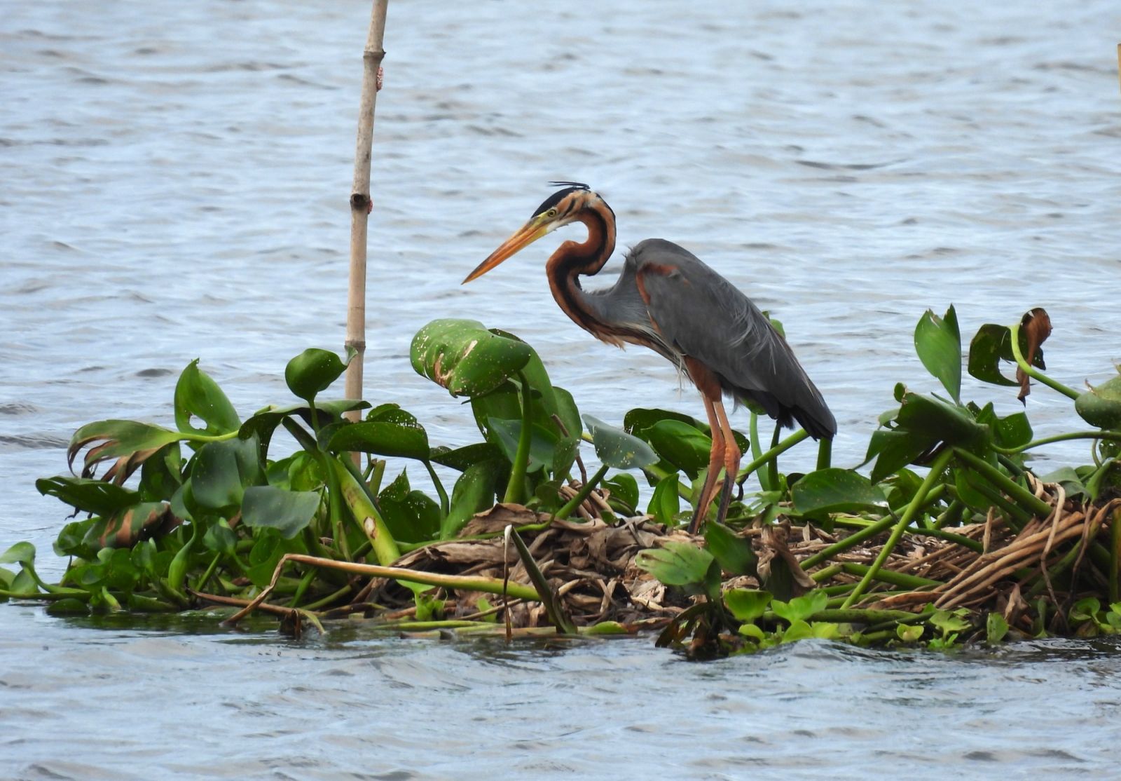 A purple heron spotted at the Tagalag Fishing Village (Photo: Facebook/Wild Bird Club of the Philippines)