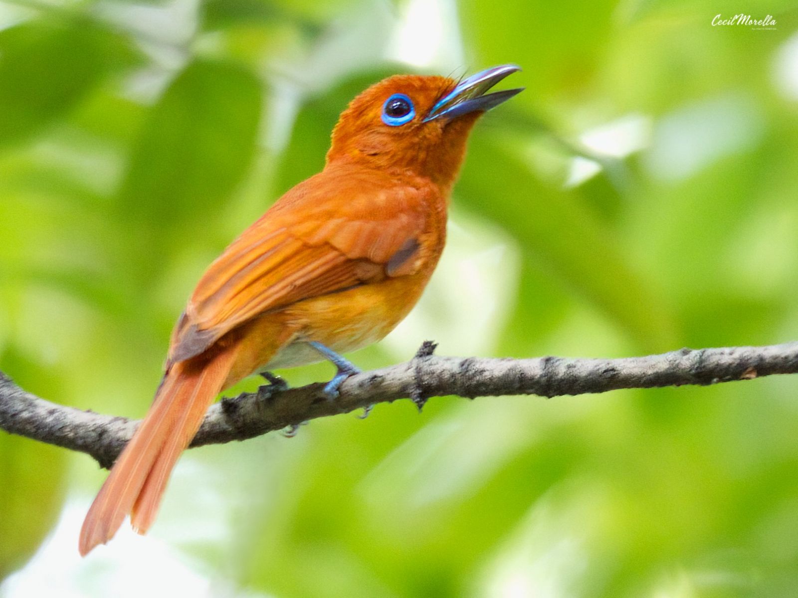 A Rufous Paradise Flycatcher seen at the University of the Philippines Diliman (Photo: Facebook/Cecil Morella)