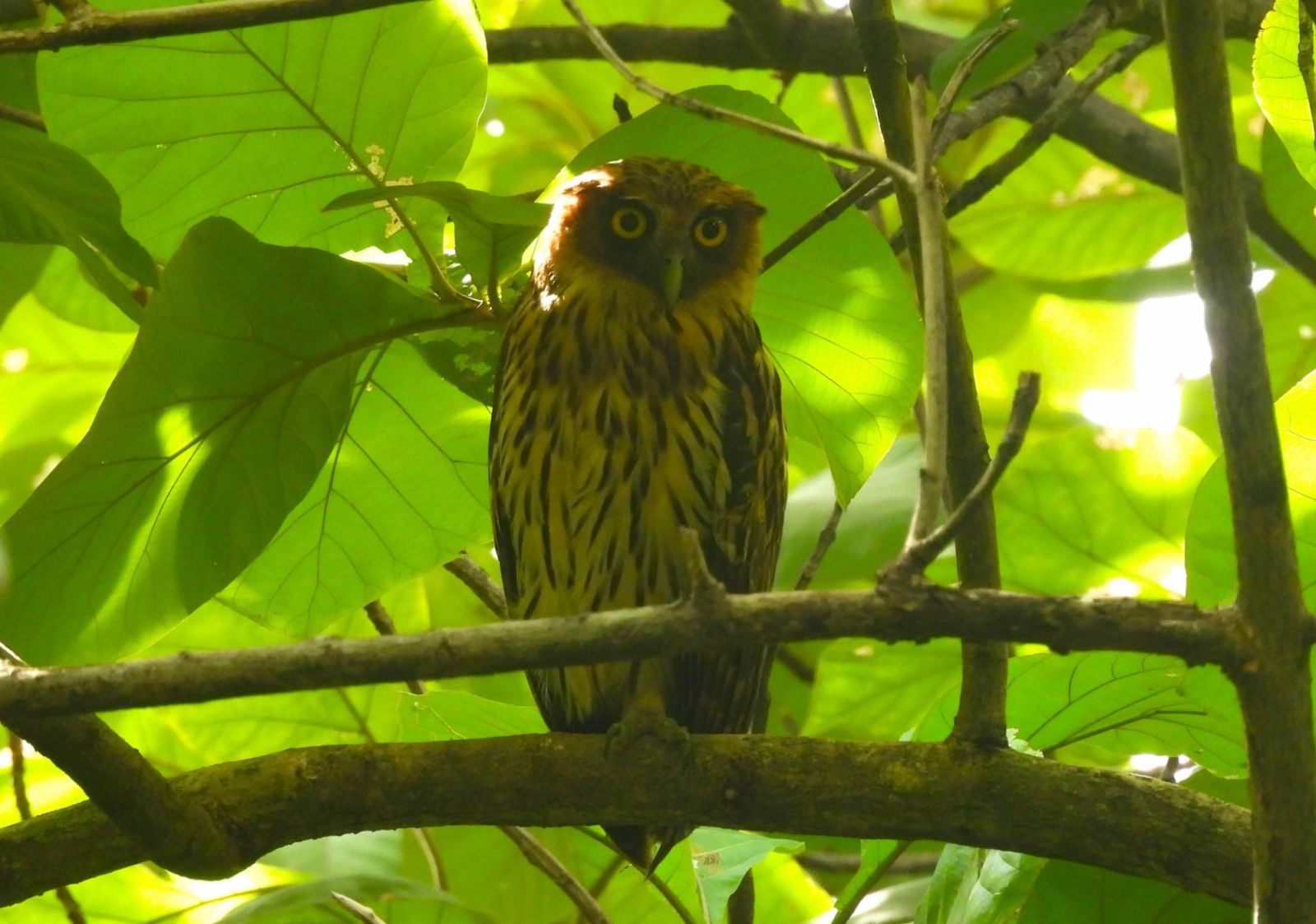 The endemic Philippine Eagle Owl spotted at the La Mesa Eco Park (Photo: Facebook/Wild Bird Club of the Philippines)