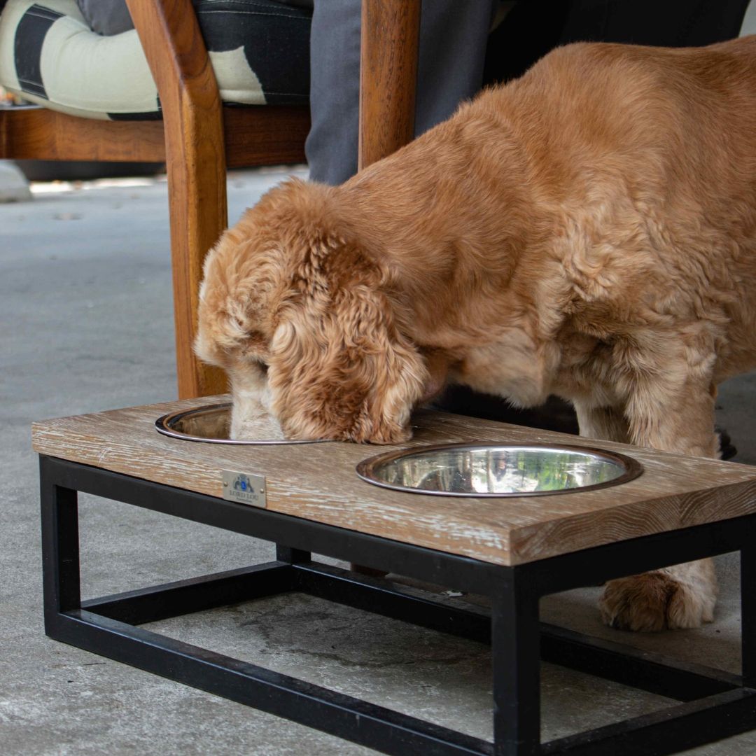 Dog friendly restaurants SG