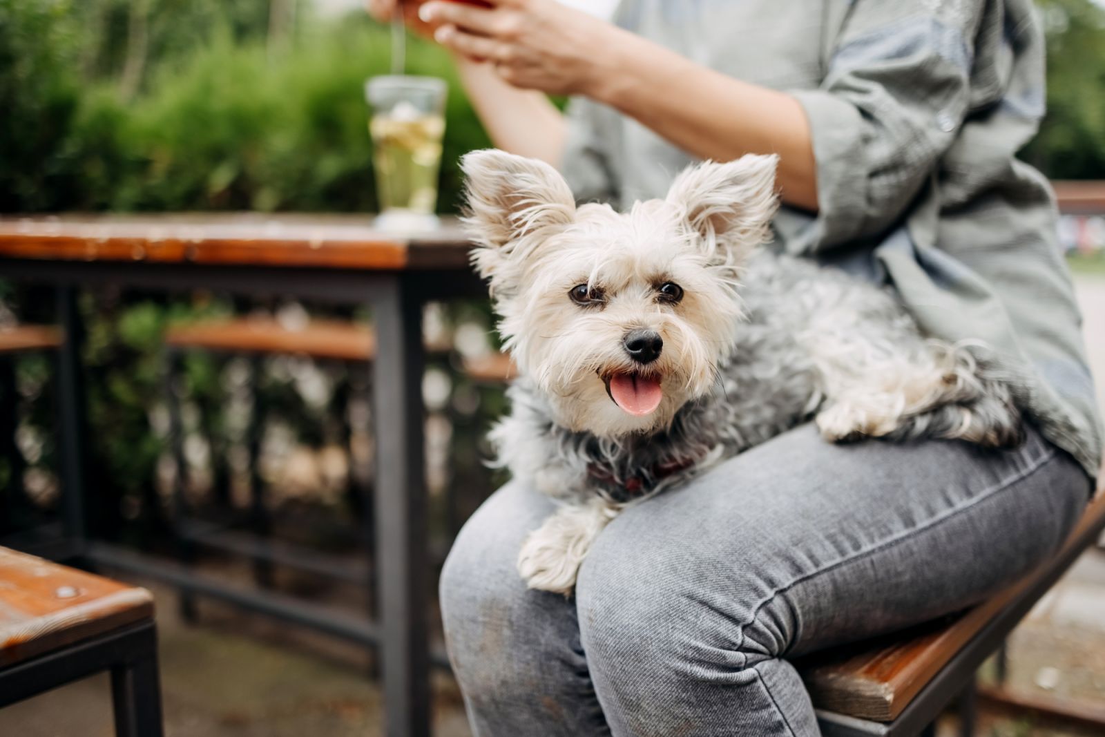 Dog friendly restaurants SG