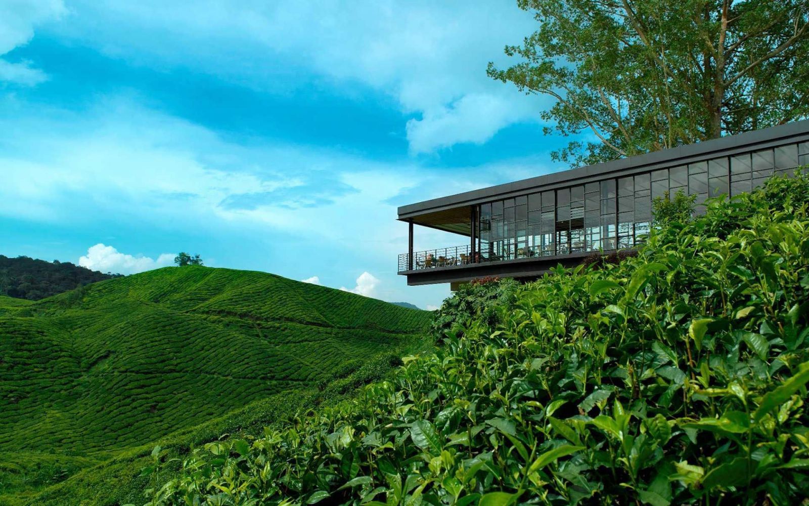 Photo: BOH Tea Malaysia