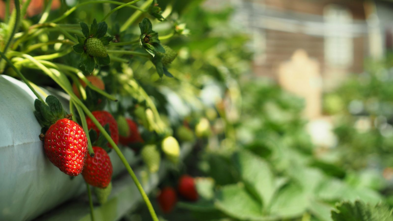 Go strawberry picking when you visit Cameron Highlands in Malaysia (Photo: Unsplash/TM Yap)
