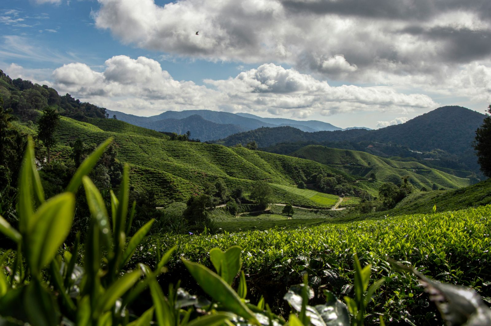 Cameron Highlands, Malaysia is home to tea plantations, strawberry farms and lavender gardens (Photo: Unsplash/kaliebmann_)