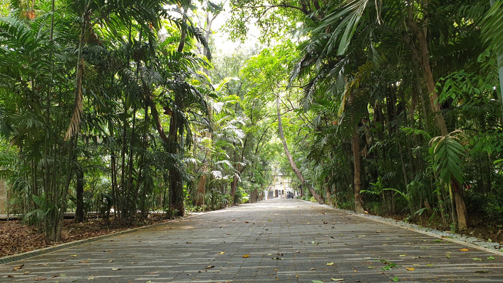 The Arroceros Forest Park path (Photo: Wikimedia Commons/Ganmatthew)