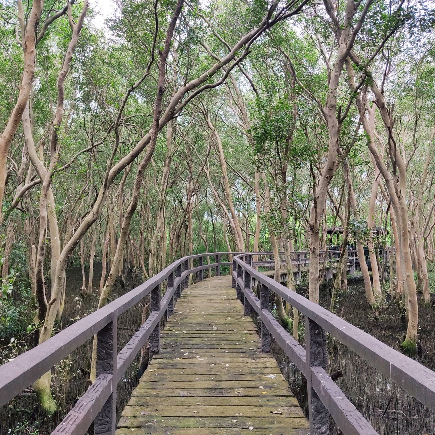 One of the bridges at the Las Piñas-Parañaque Wetland Park (Photo: Facebook/Las Piñas-Parañaque Wetland Park)