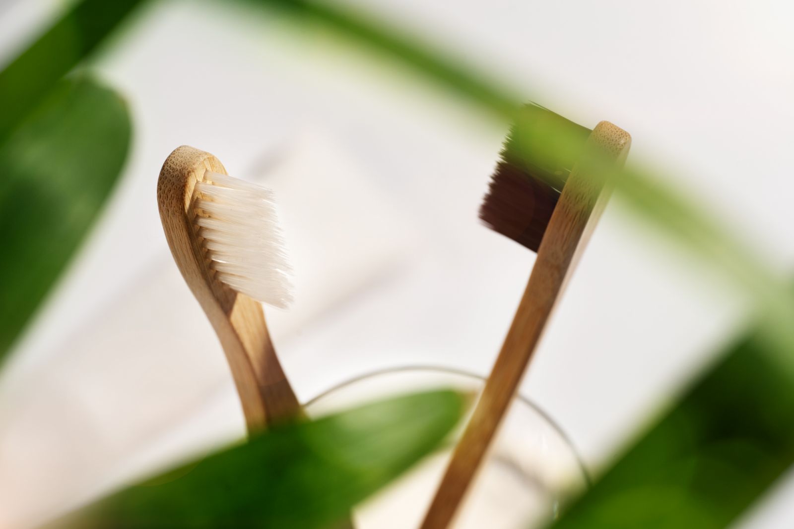 What if your toothbrush could help fight poverty and grow a forest?
