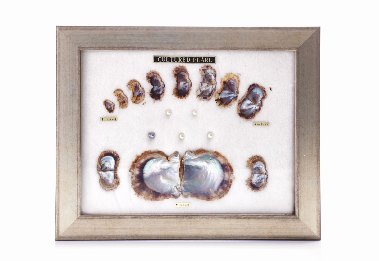 Life of a cultured pearl (Photo: courtesy of L’École Asia Pacific, School of Jewelry Arts)