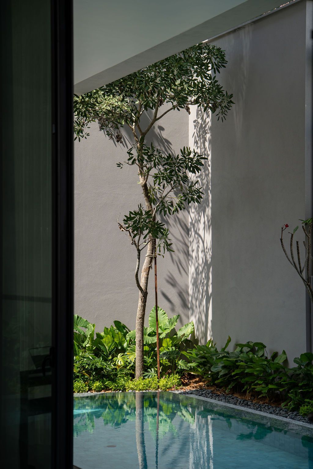 Strategic plantings between the pool and boundary wall create microclimate zones
