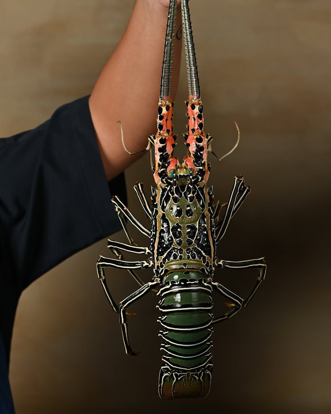 กุ้งมังกรเจ็ดสี หรือ Phuket Lobster วัตถุดิบอาหารทะเลสุดหรูระดับไฟน์ไดนิ่งจากฝั่งทะเลอันดามัน ด้วยเนื้อสัมผัสที่แน่นเด้ง ความหวาน และกลิ่นทะเลอ่อนๆ ทำให้ได้รสชาติที่เข้มข้นเมื่อนำไปประกอบอาหาร (ภาพ: Instagram.com / @samut.phuket)