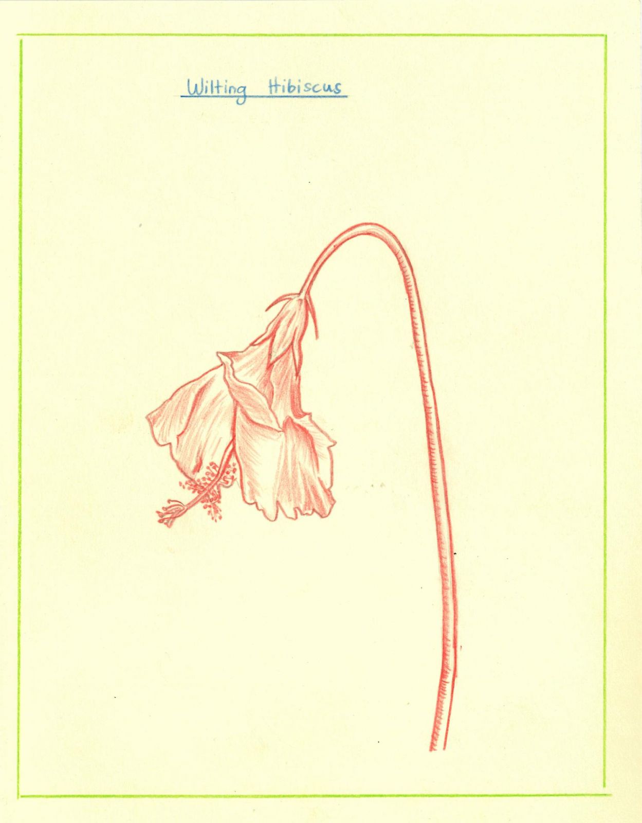 Wilting Hibiscus