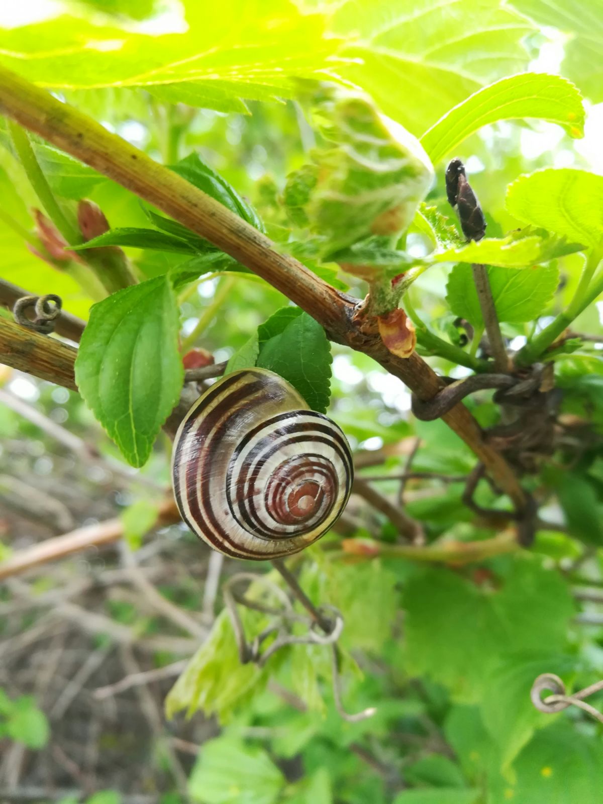 Snail mucin