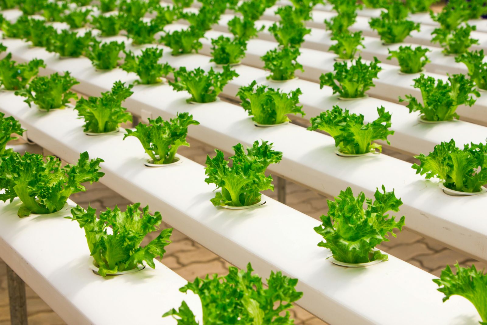Hydroponics maximises space usage while supplementing food production (Photo: Pexels)