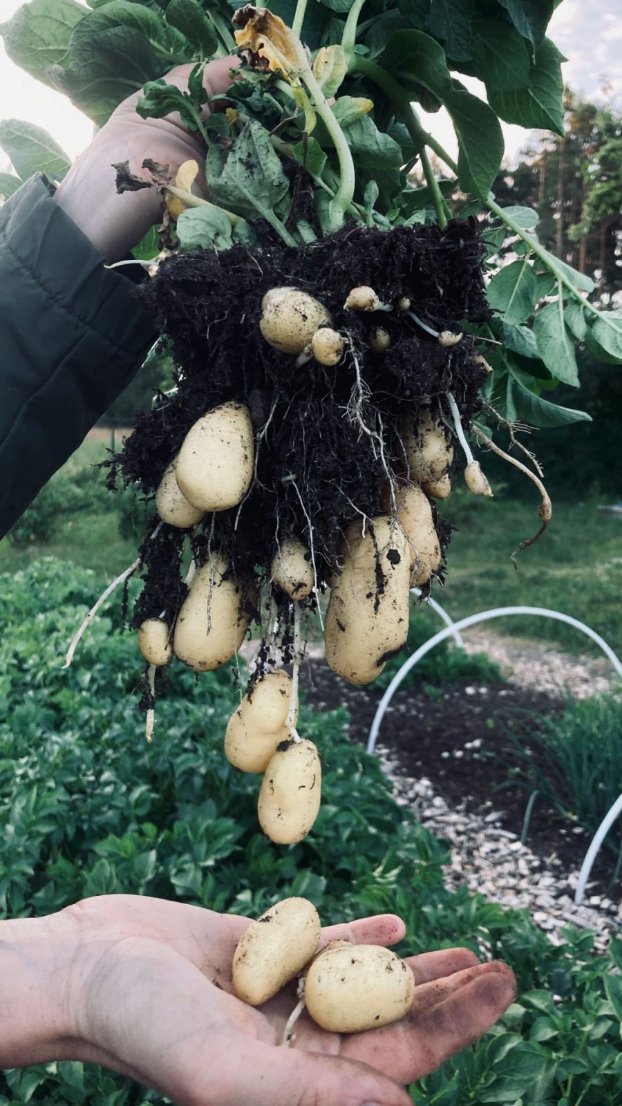 Potatoes are perennial crops excellent for sustainable food security (Photo: Unsplash)