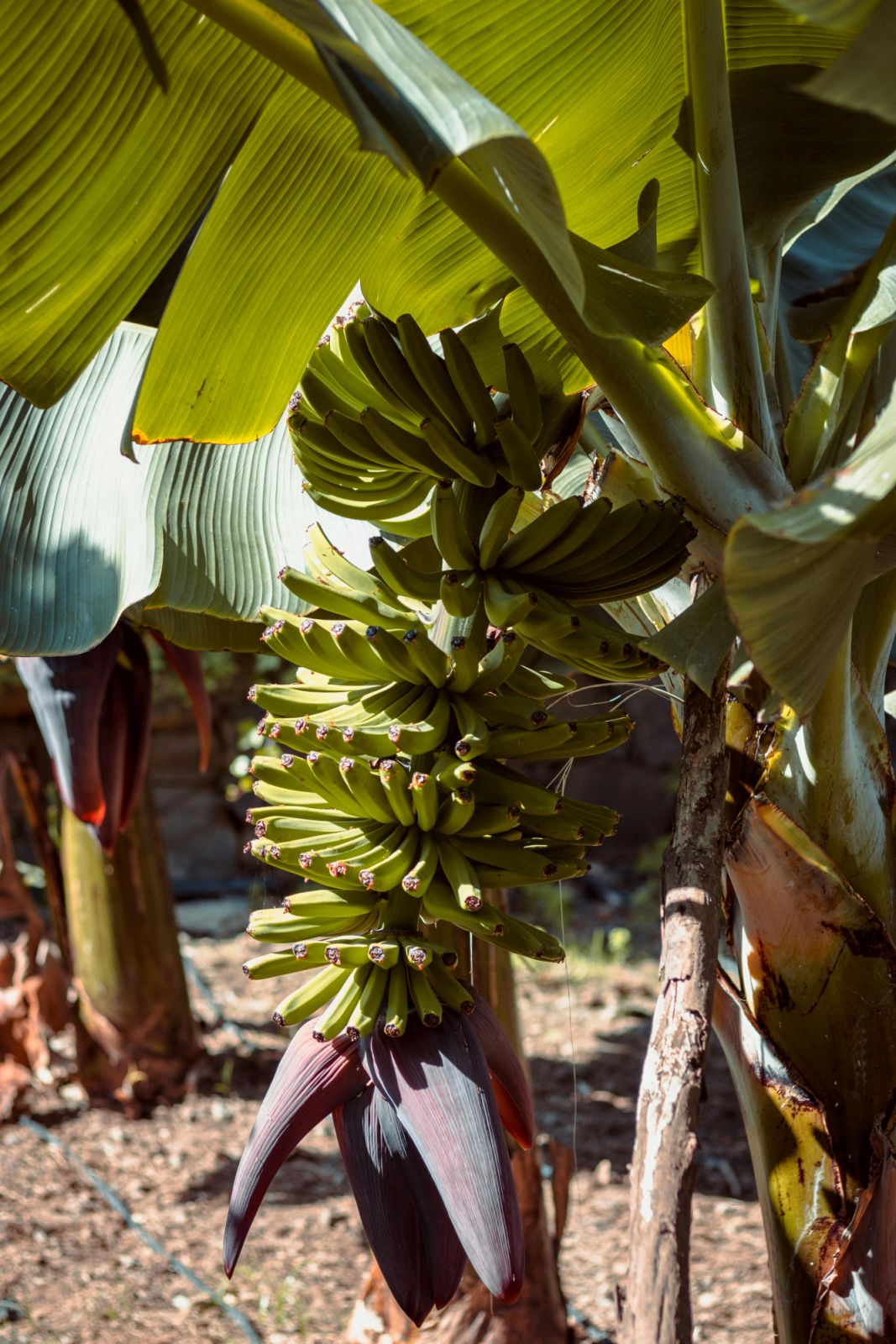 Bananas are fast-growing, nutrient-dense, and well-suited to tropical climates (Photo: Pexels)