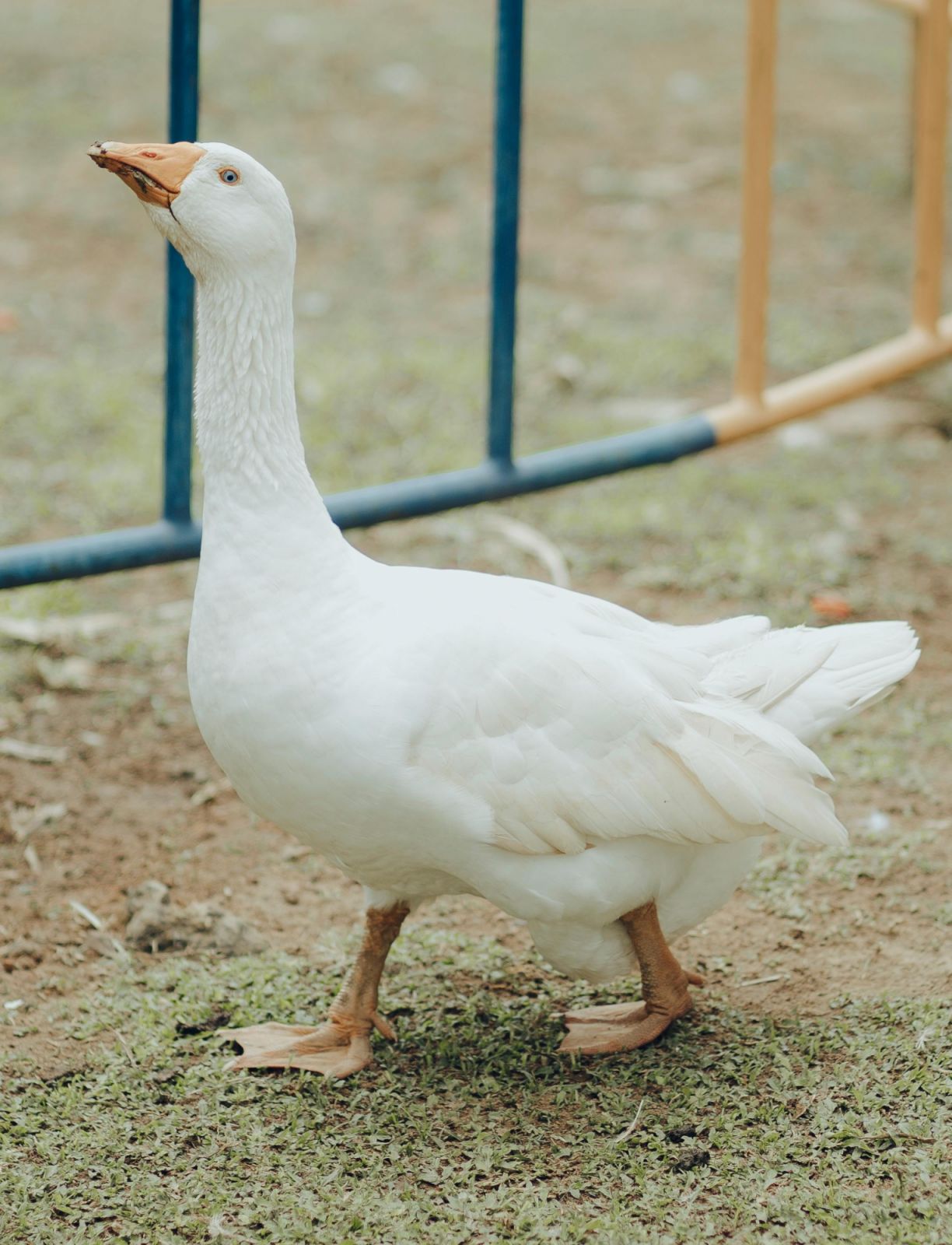 Geese make excellent natural alert systems due to their keen senses and territorial behaviour (Photo: Pexels)