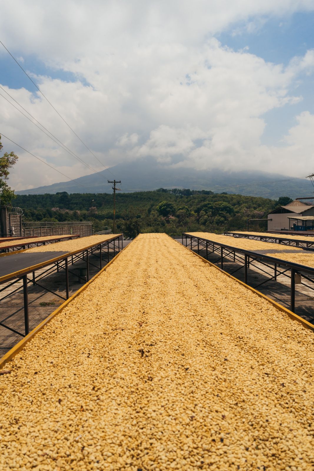 Finca el Tempixque, a coffee plantation by the Volcán de Agua Zacapa rum Antigua Guatemala